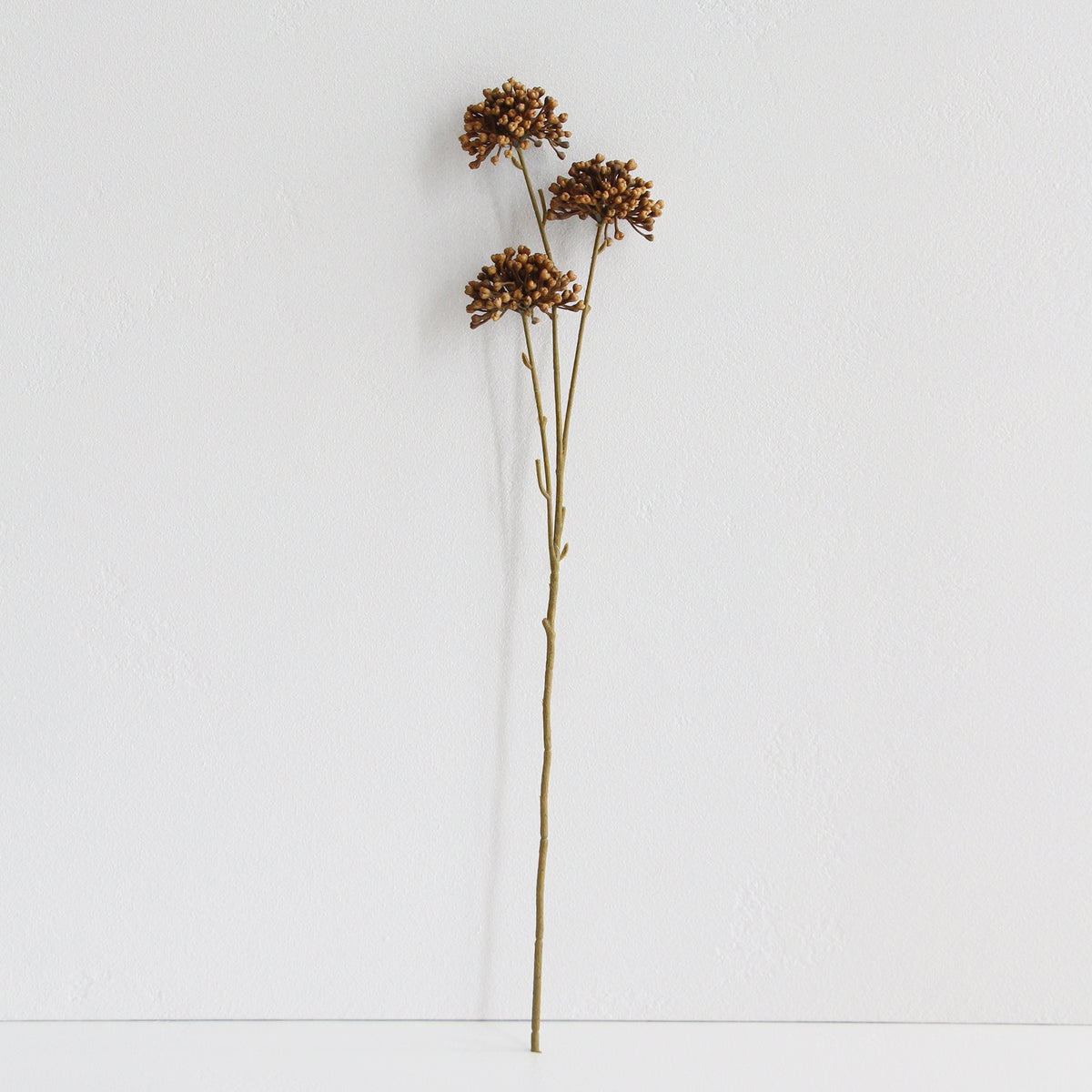 Dried Allium - Natural