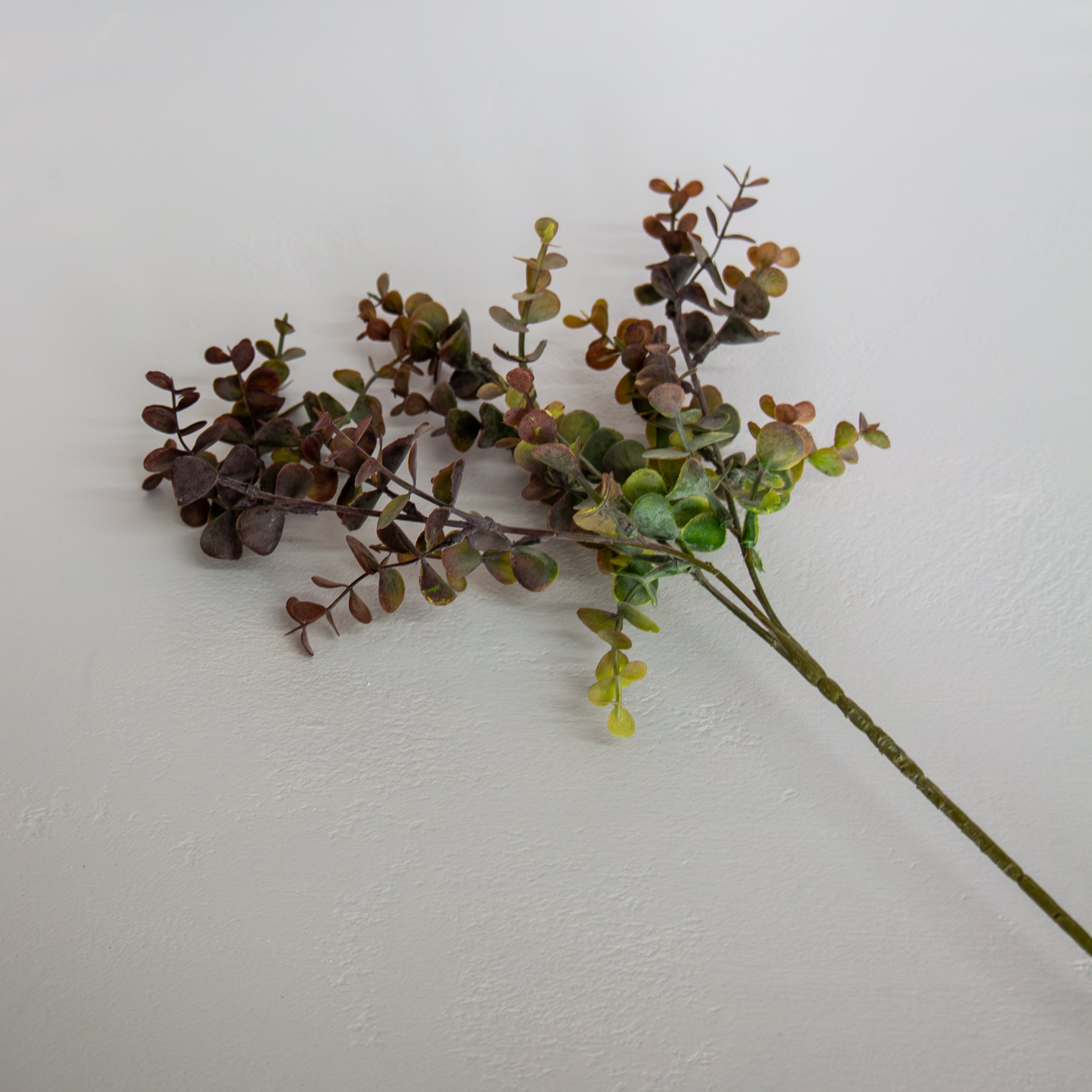 Silver Dollar Stem