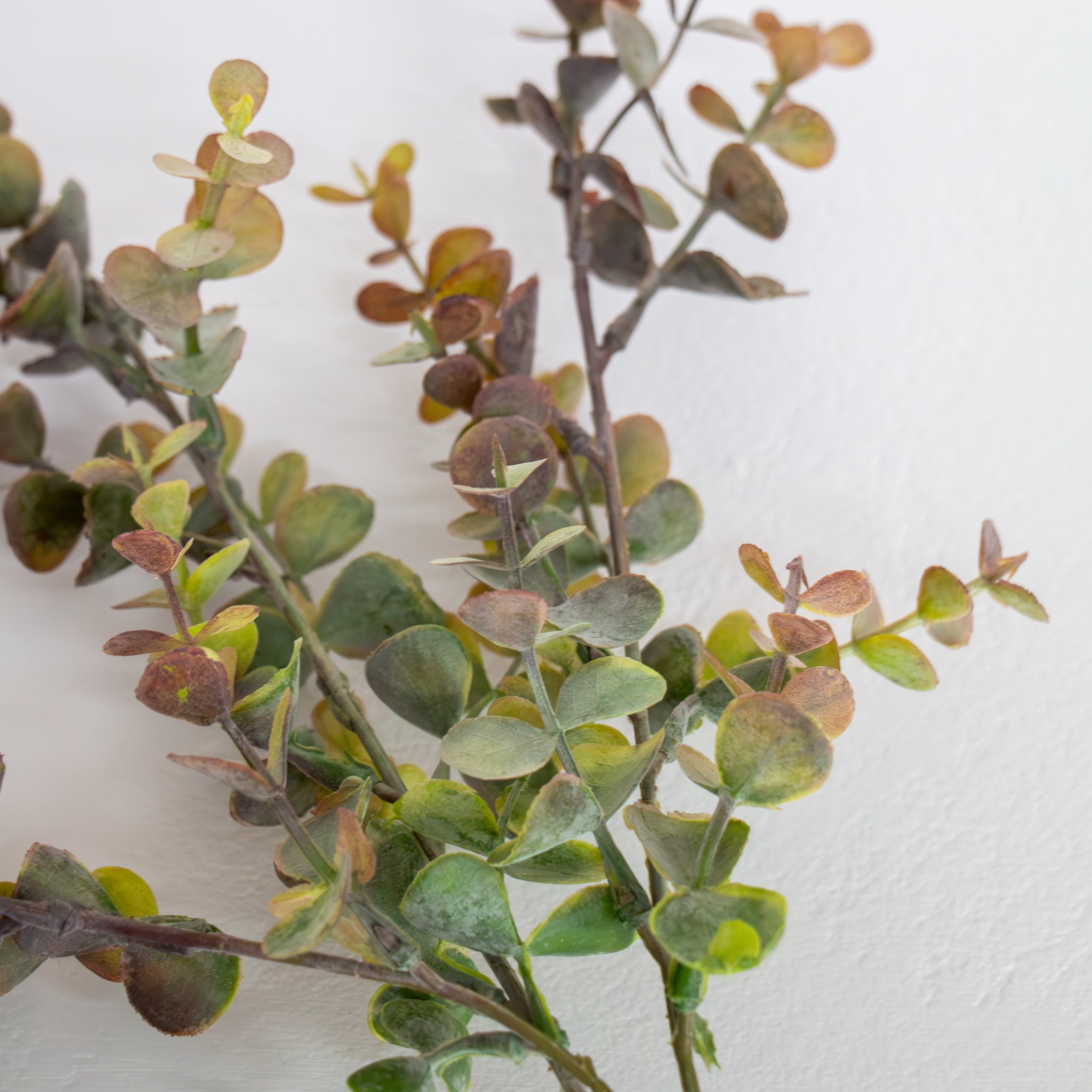 Silver Dollar Stem