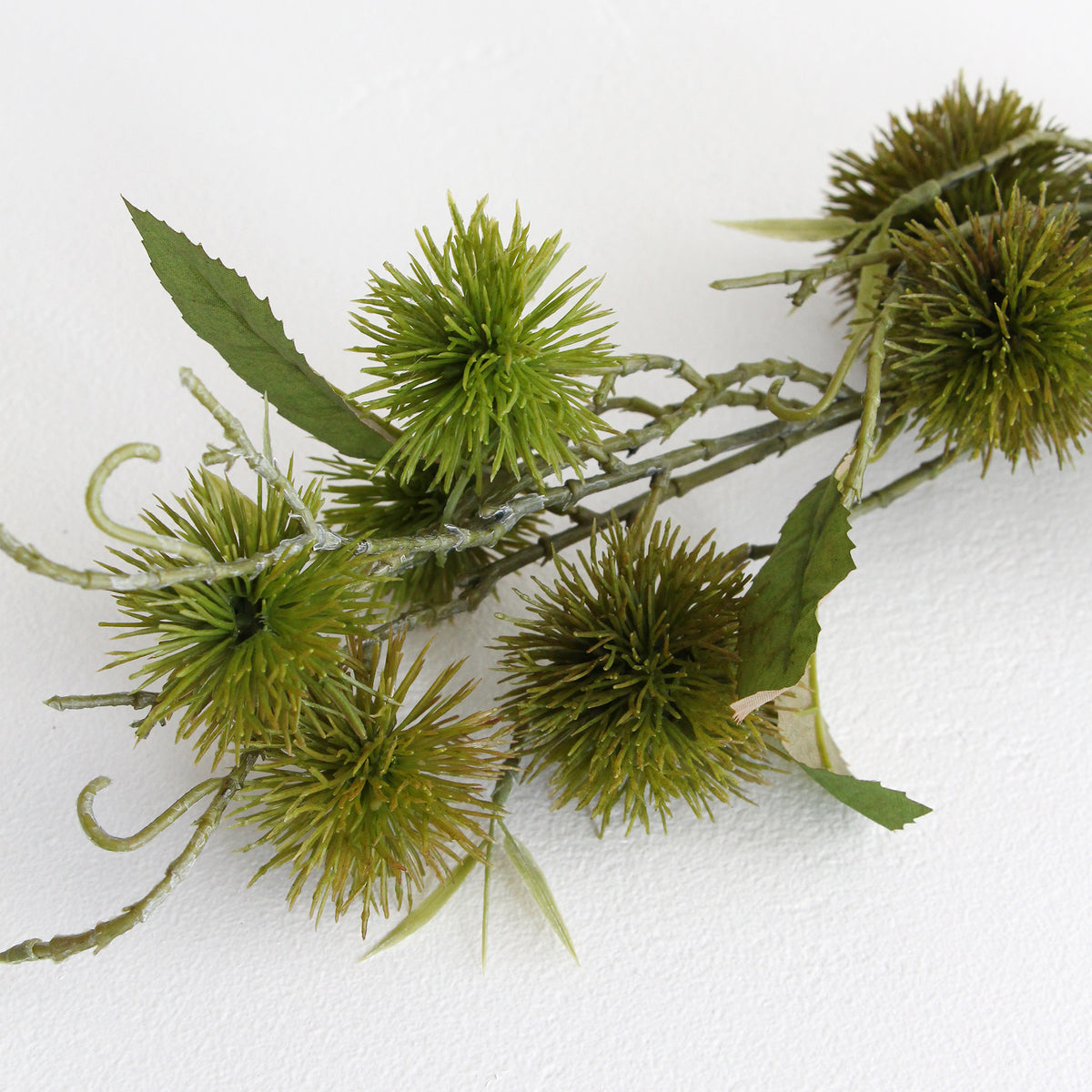 Sweet Chestnut - Green
