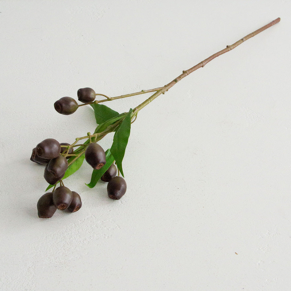 Eucalyptus Pods