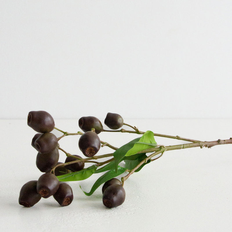 Eucalyptus Pods