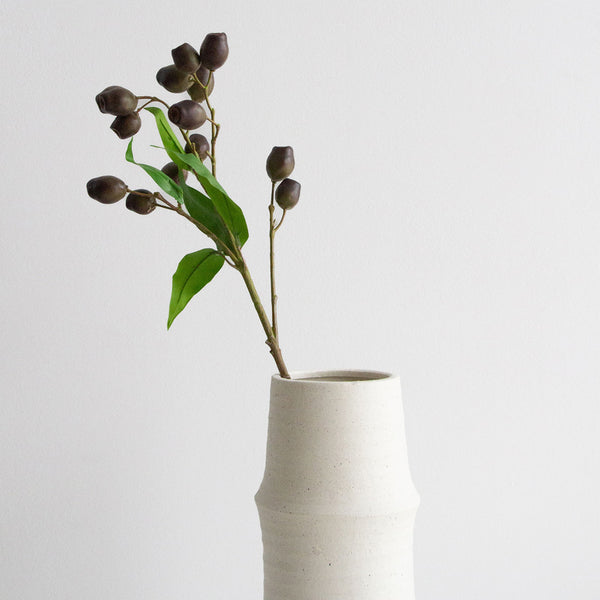 Eucalyptus Pods