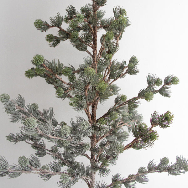 Dusty Pine Tree