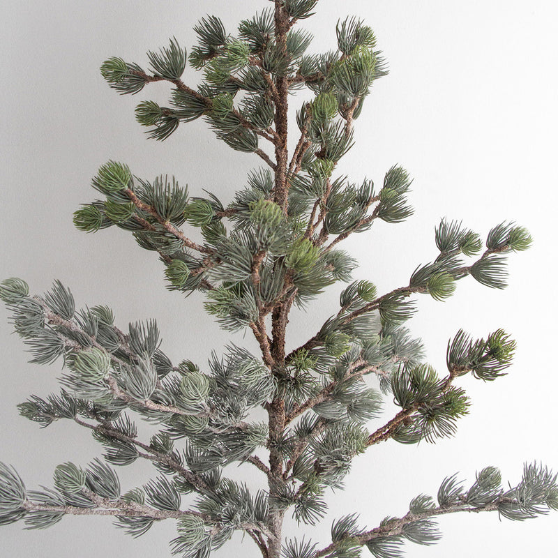 Dusty Pine Tree