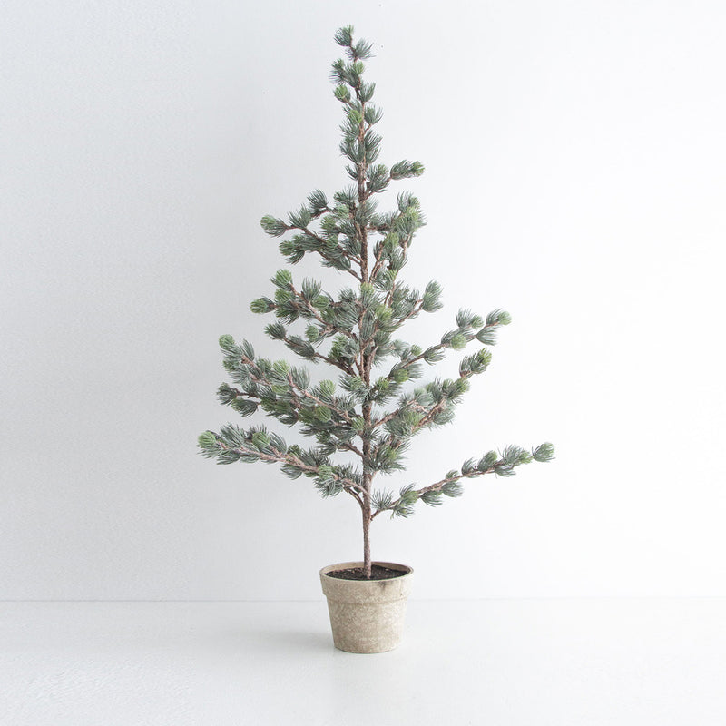 Dusty Pine Tree