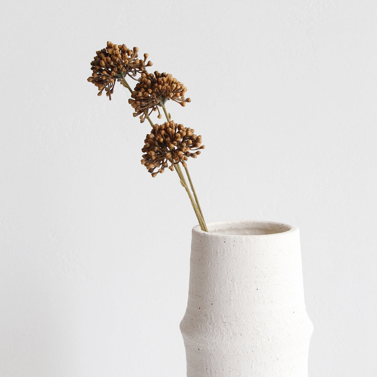 Dried Allium - Natural