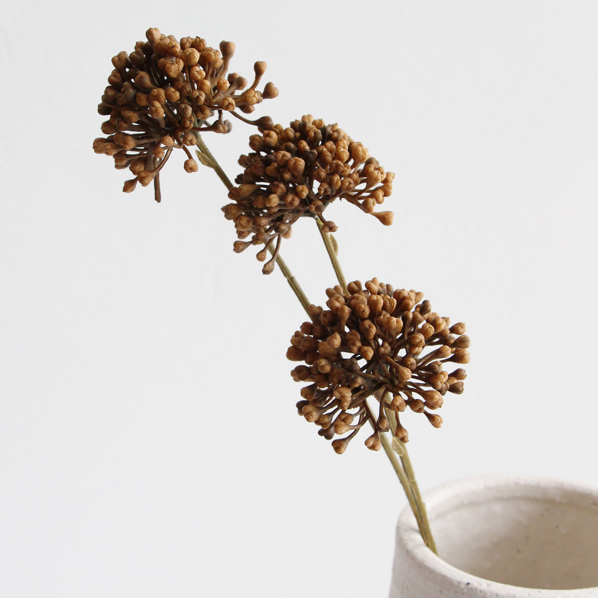Dried Allium - Natural