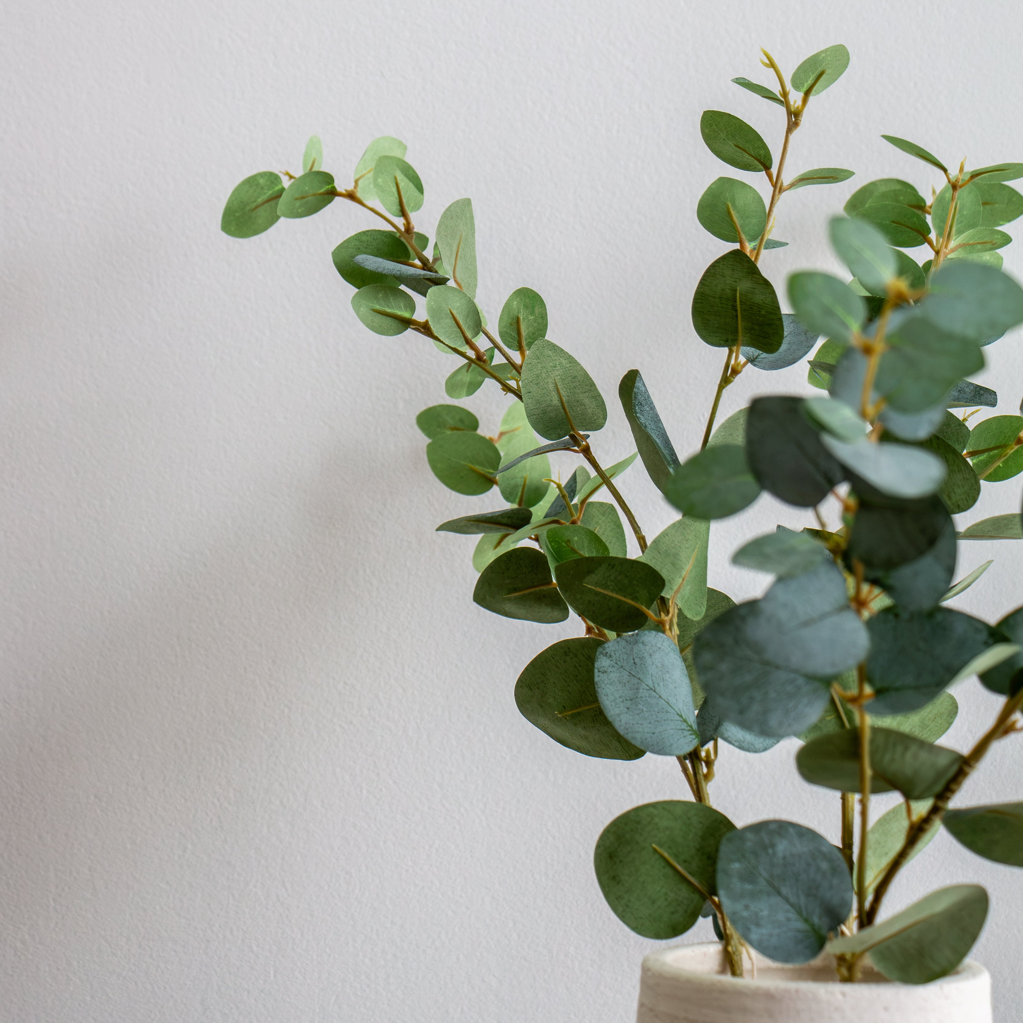 Eucalyptus Spray