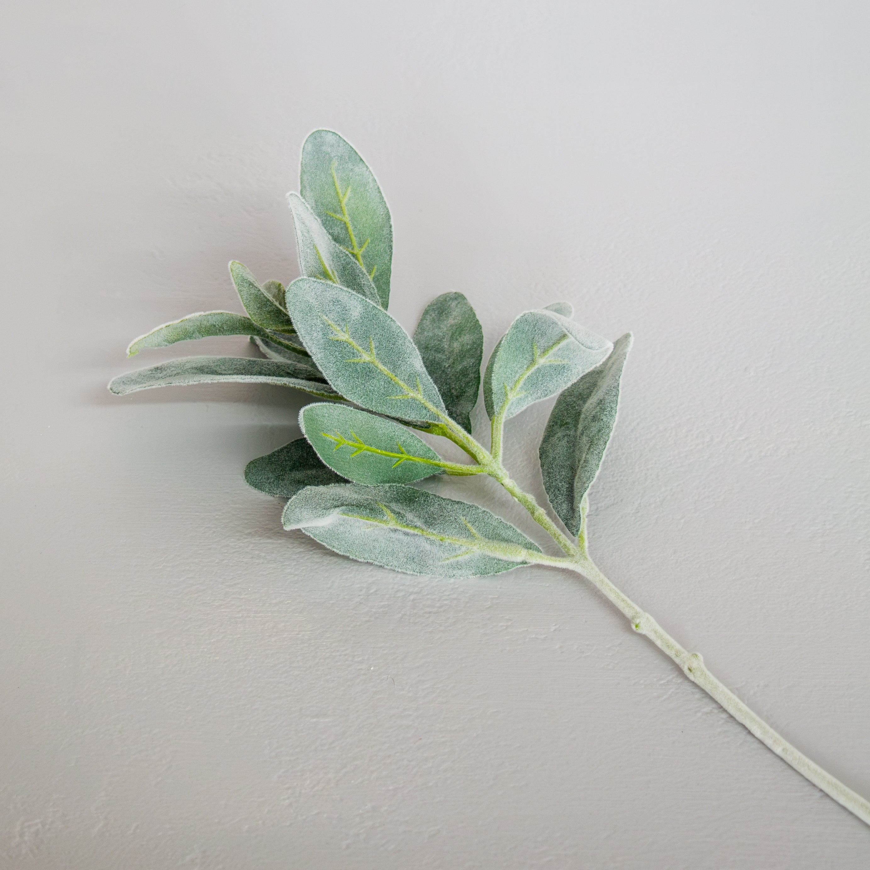 Lambs Ear Stem