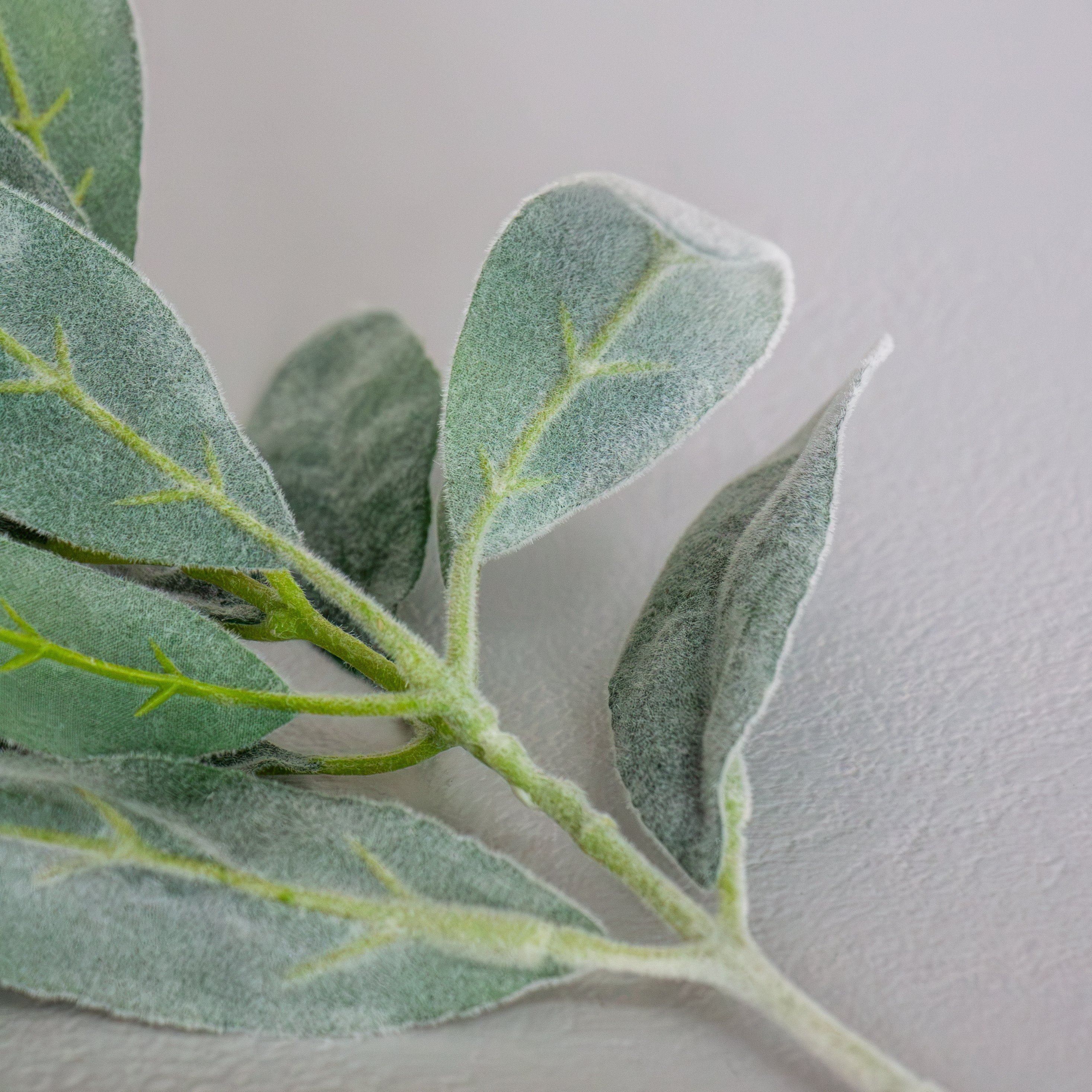 Lambs Ear Stem