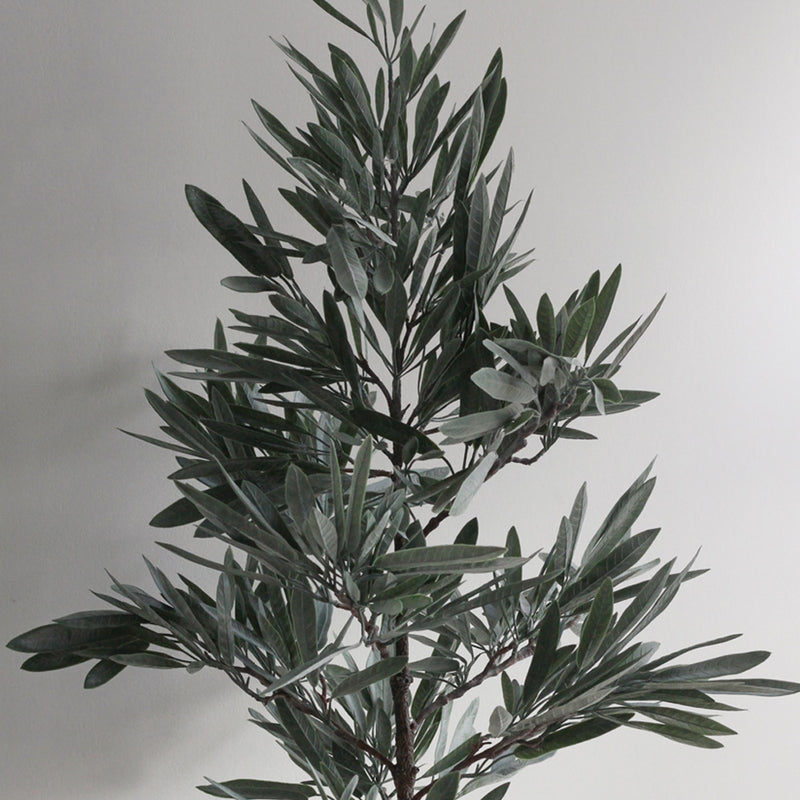 Olive Tree - Large