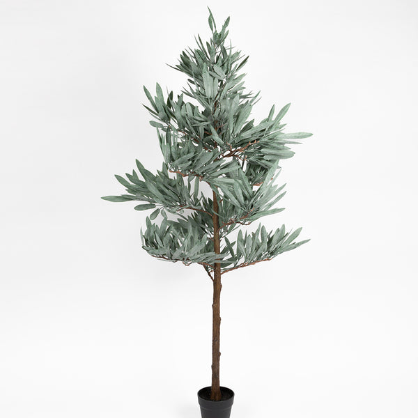 Olive Tree - Small